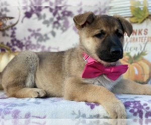 German Shepherd Dog Puppy for sale in LANCASTER, PA, USA