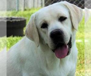 Labrador Retriever Puppy for sale in TAYLOR, TX, USA