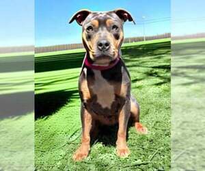 American Pit Bull Terrier-Unknown Mix Dogs for adoption in Rustburg, VA, USA