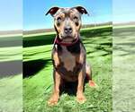 Small American Pit Bull Terrier Mix