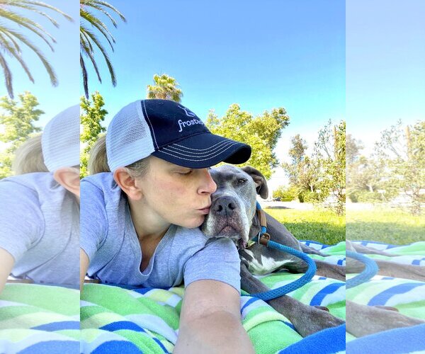 Medium Photo #2 American Pit Bull Terrier Puppy For Sale in  Ramona, CA, USA