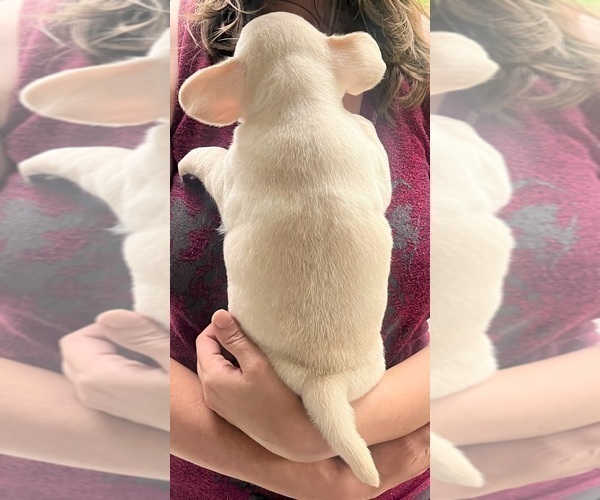 Medium Photo #7 French Bullhuahua Puppy For Sale in SPRAGGS, PA, USA