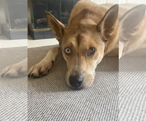 Huskies -Unknown Mix Dogs for adoption in San Diego, CA, USA