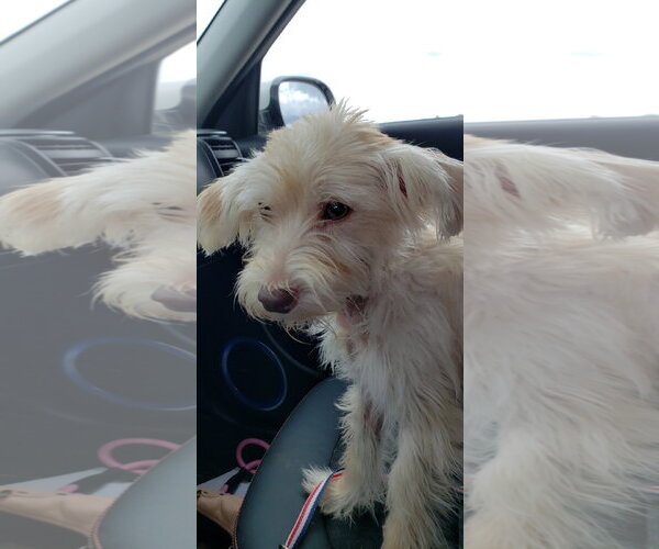 Medium Photo #5 Mutt Puppy For Sale in Cary, NC, USA