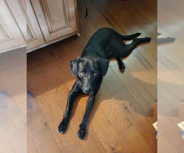 Medium Photo #2 Mutt Puppy For Sale in Candler, NC, USA