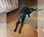 Small #1 Mutt