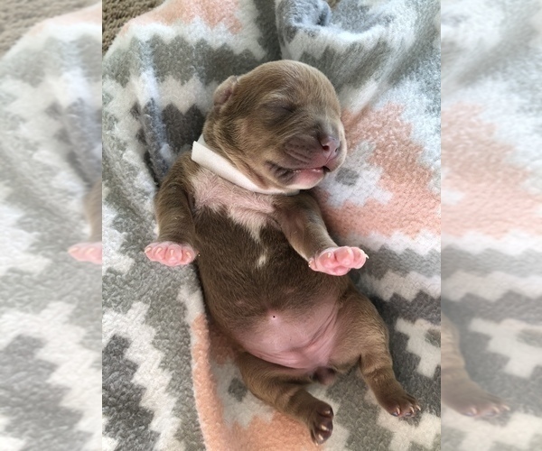 Medium Photo #3 American Bully-American Pit Bull Terrier Mix Puppy For Sale in ROCK HILL, SC, USA