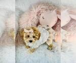 Small #1 Maltipoo (Toy)