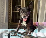 Small #14 Chihuahua
