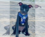Small #2 American Pit Bull Terrier Mix