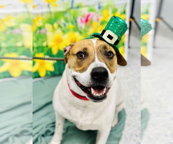 Medium Photo #1 Mutt Puppy For Sale in Manahawkin, NJ, USA