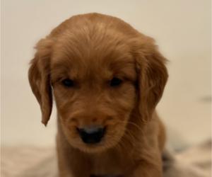 Golden Retriever Puppy for sale in COLUMBUS, IN, USA