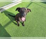 Small #1 Labrador Retriever Mix