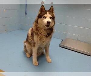 Siberian Husky Dogs for adoption in Moreno Valley, CA, USA