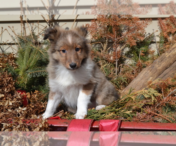 Medium Photo #2 Shetland Sheepdog Puppy For Sale in GREENWOOD, WI, USA
