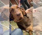 Small Photo #1 Bloodhound Puppy For Sale in Brookville, OH, USA