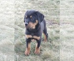 Small #1 Rottweiler