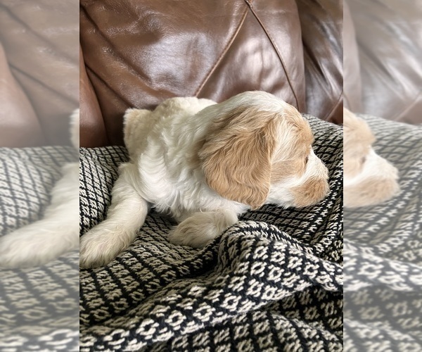 Medium Photo #23 Labradoodle Puppy For Sale in MIFFLINBURG, PA, USA