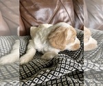 Small Photo #23 Labradoodle Puppy For Sale in MIFFLINBURG, PA, USA