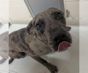 Catahoula Leopard Dog-Unknown Mix Dogs for adoption in Mobile, AL, USA