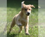 Small #4 Golden Retriever Mix