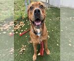 Small #1 Mastiff Mix