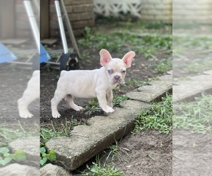 French Bulldog Puppy for sale in WASHINGTON, DC, USA