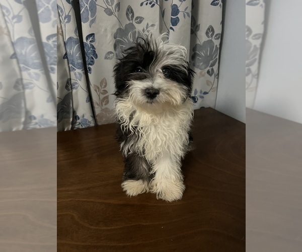 Medium Photo #28 Havanese Puppy For Sale in DURHAM, CT, USA