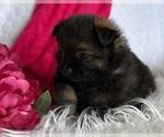 Small #6 Pomeranian