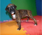 Small #4 Boxer