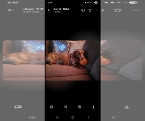 Father of the Dachshund puppies born on 01/23/2026