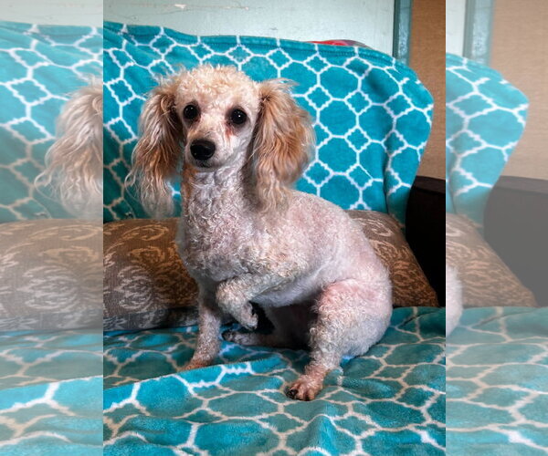 Medium Photo #4 Shih Tzu-Unknown Mix Puppy For Sale in Pacolet, SC, USA