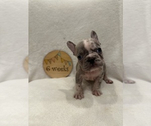 Faux Frenchbo Bulldog Puppy for sale in RIDGEVILLE, SC, USA