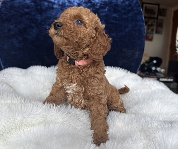 Medium Photo #56 Goldendoodle (Miniature) Puppy For Sale in SAN FERNANDO, CA, USA