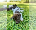 Small German Shorthaired Pointer
