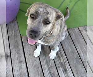 Great Pyrenees-Plott Hound Mix Dogs for adoption in McKinney, TX, USA
