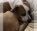 Small #2 American Bulldog Mix