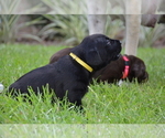 Small Photo #17 Labrador Retriever Puppy For Sale in RICHMOND HILL, GA, USA