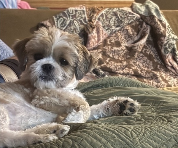 Medium Photo #1 Shorkie Tzu Puppy For Sale in CENTRALIA, IL, USA