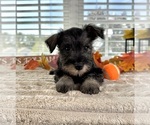 Small #3 Schnauzer (Miniature)