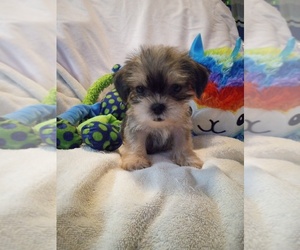 Shorkie Tzu Puppy for Sale in ATTALLA, Alabama USA