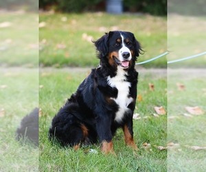 Mother of the Bernese Mountain Dog puppies born on 01/31/2025