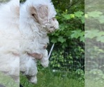Image preview for Ad Listing. Nickname: Ghost