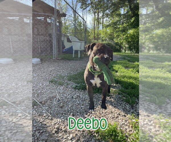 Medium Photo #8 American Staffordshire Terrier-Mastiff Mix Puppy For Sale in Port Clinton, OH, USA
