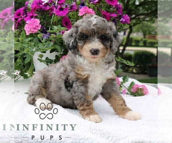 Medium Photo #3 Bernedoodle (Miniature) Puppy For Sale in LANCASTER, PA, USA