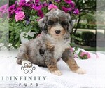Small #2 Bernedoodle (Miniature)