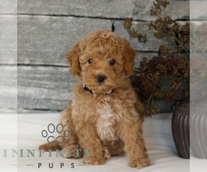 Poodle (Miniature) Puppy for sale in GORDONVILLE, PA, USA