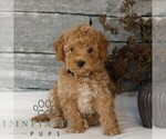 Small Poodle (Miniature)