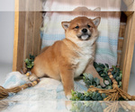 Small Photo #7 Shiba Inu Puppy For Sale in TOPEKA, IN, USA