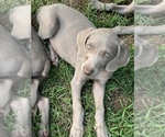 Small Photo #17 Weimaraner Puppy For Sale in WHITE HALL, AR, USA